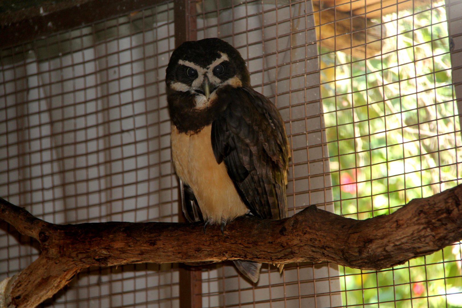 spectacled owl (Pulsatrix perspicillata)