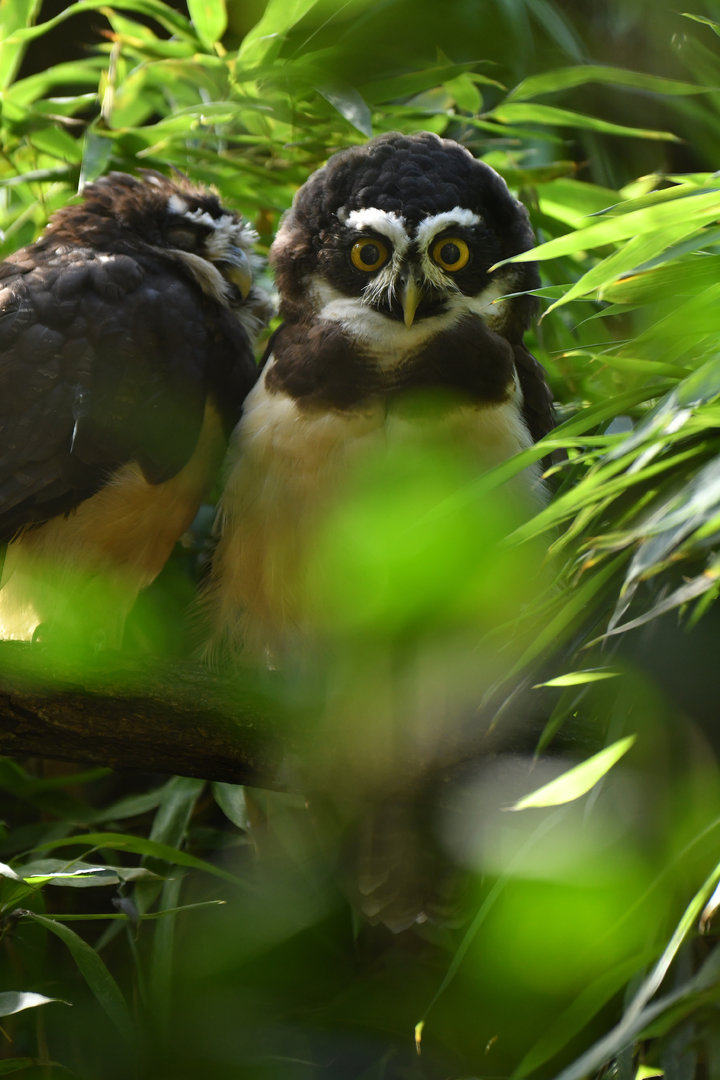 Spectacled owl (Pulsatrix perspicillata)