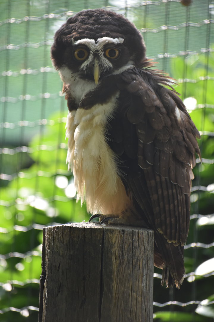 Spectacled Owl - Pulsatrix perspicillata