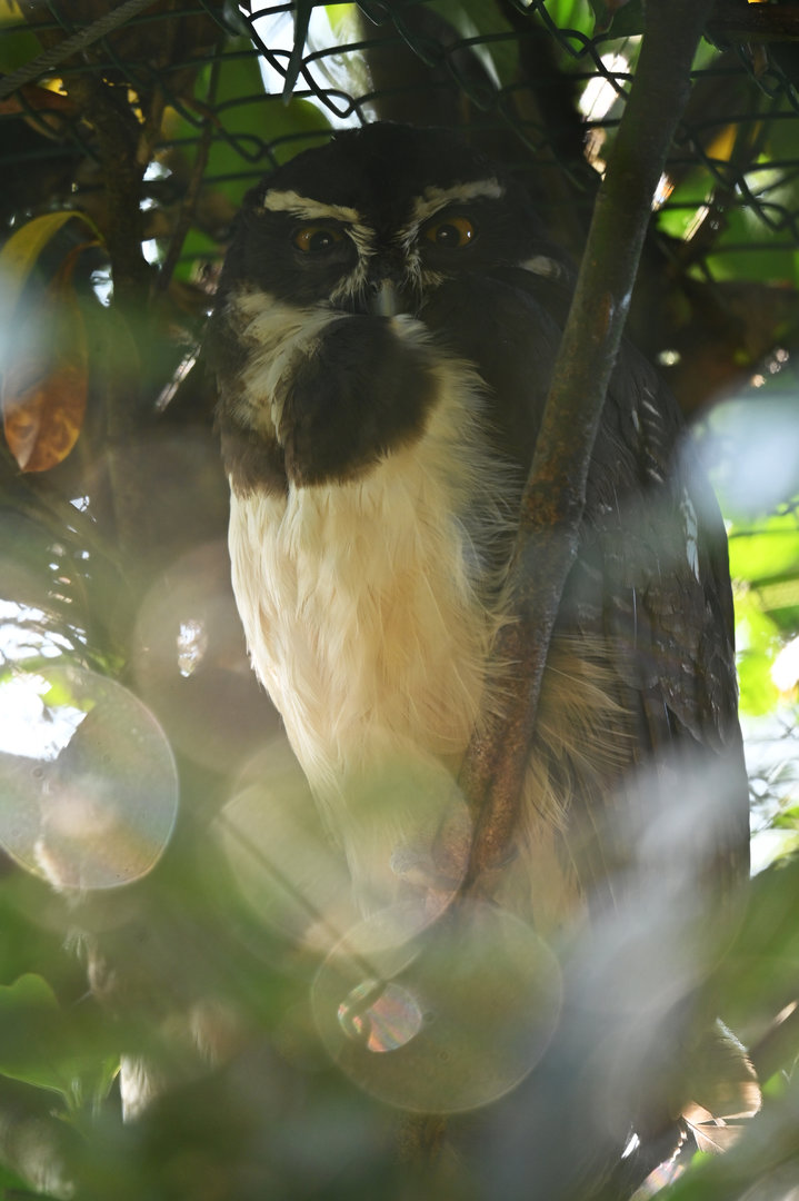 Spectacled Owl Pulsatrix perspicillata