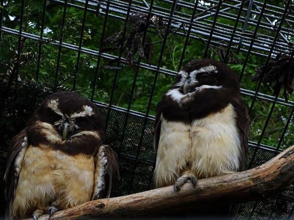 Spectacled owl (Pulsatrix perspicillata)