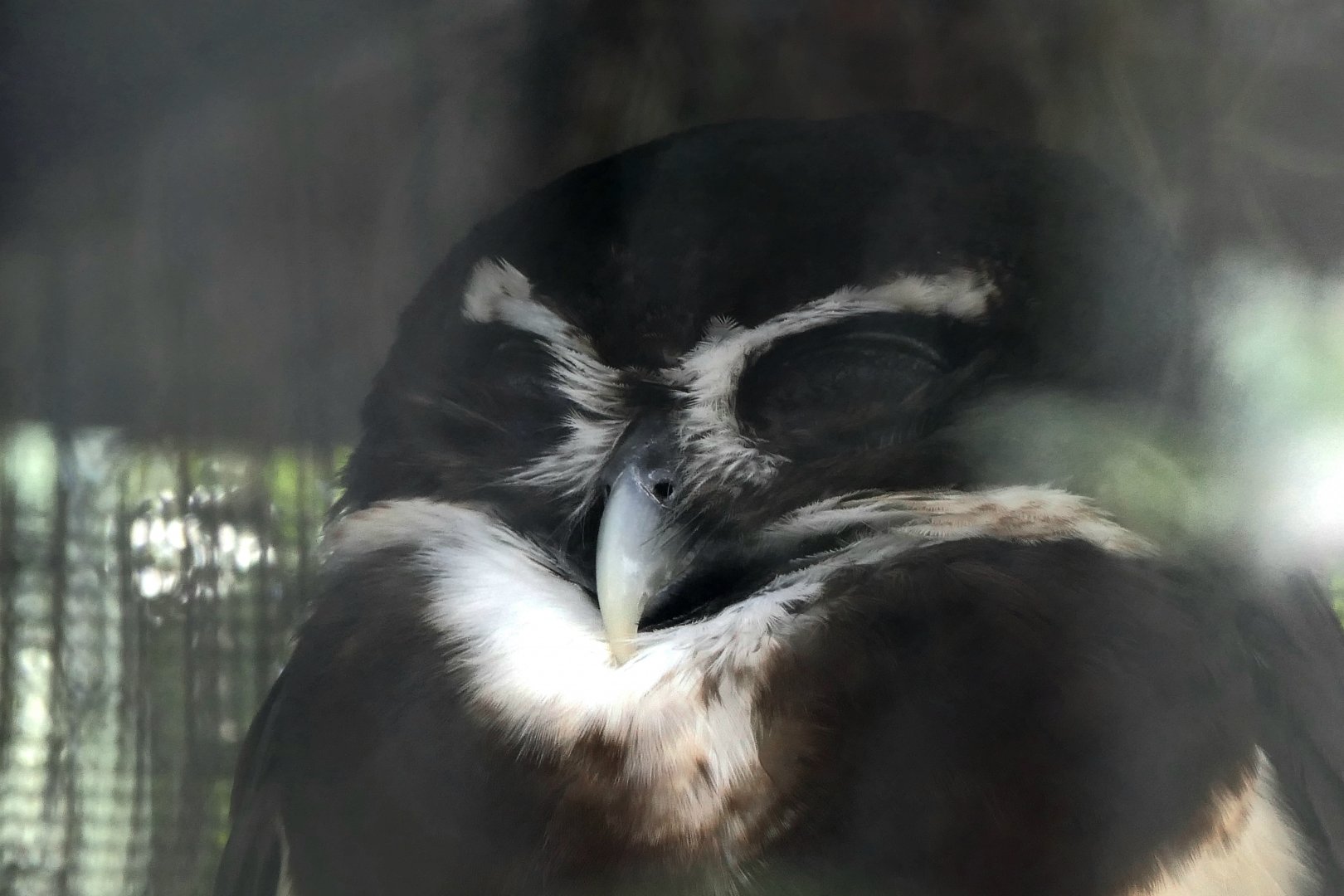 Spectacled Owl (Pulsatrix perspicillata)