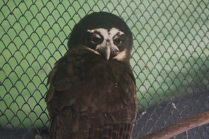 Spectacled owl (Pulsatrix perspicillata)