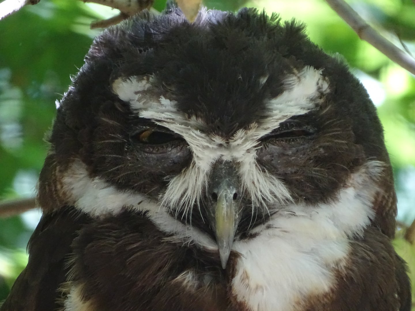 Spectacled owl (Pulsatrix perspicillata)