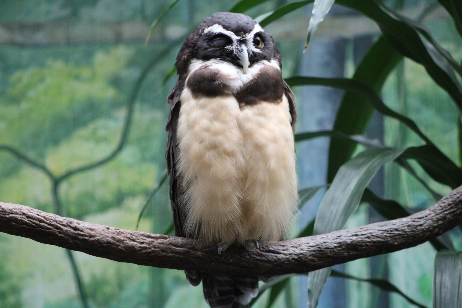 Spectacled Owl (Pulsatrix perspicillata)
