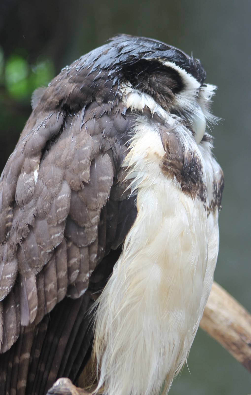 Spectacled owl sleeping