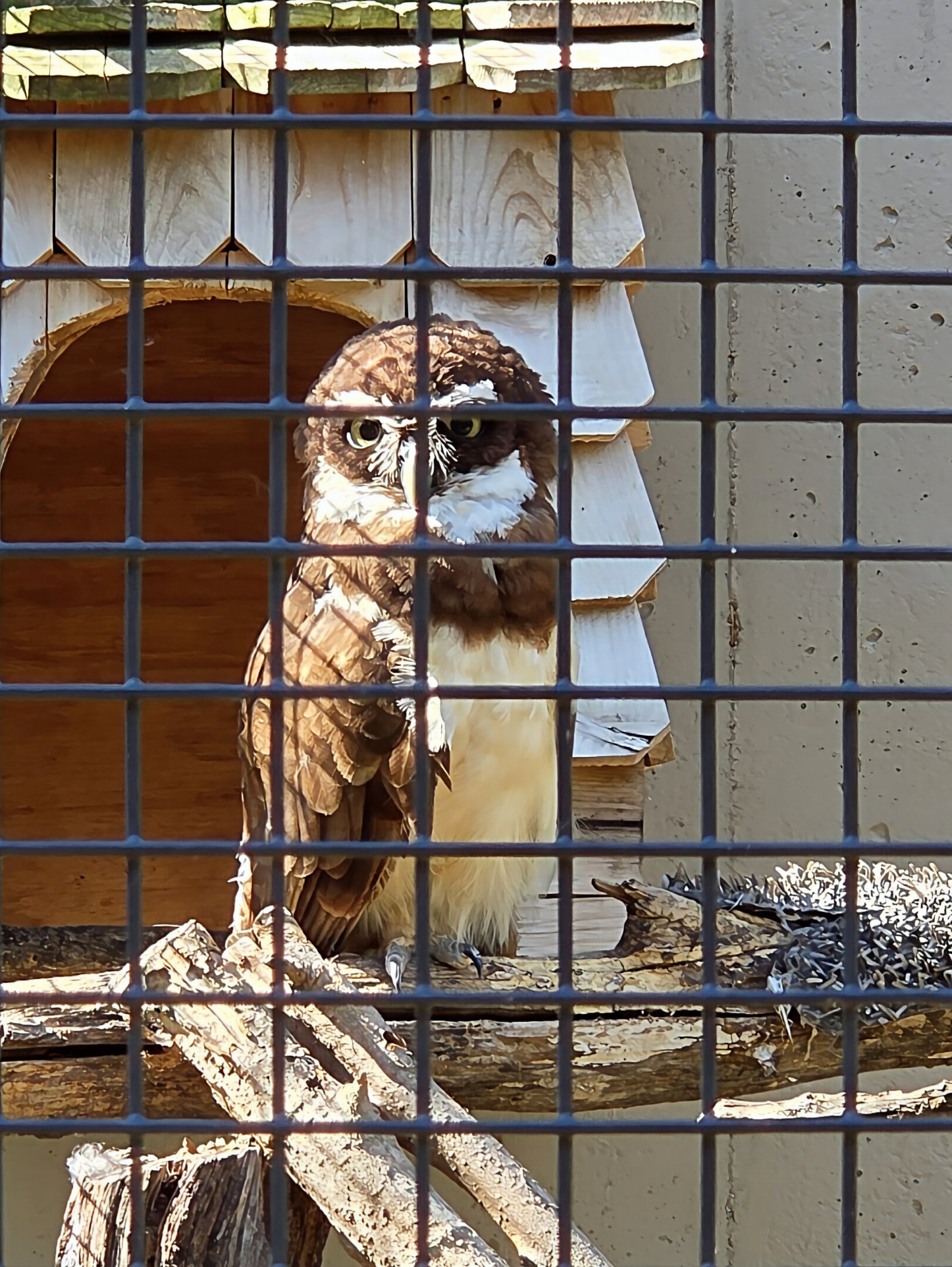 Spectacled Owl - Tanganyika Wildlife Park