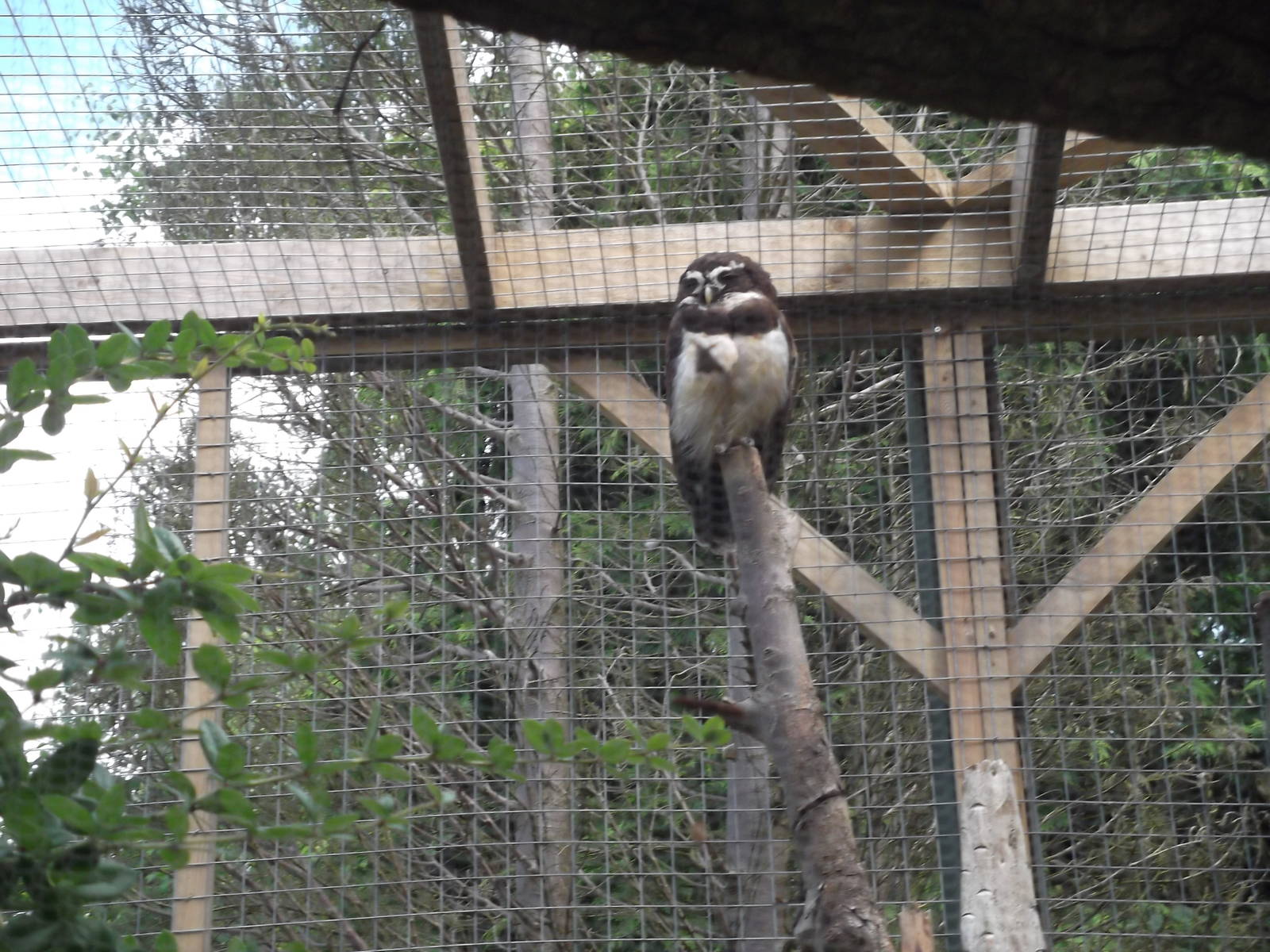 spectacled owl (through mesh)