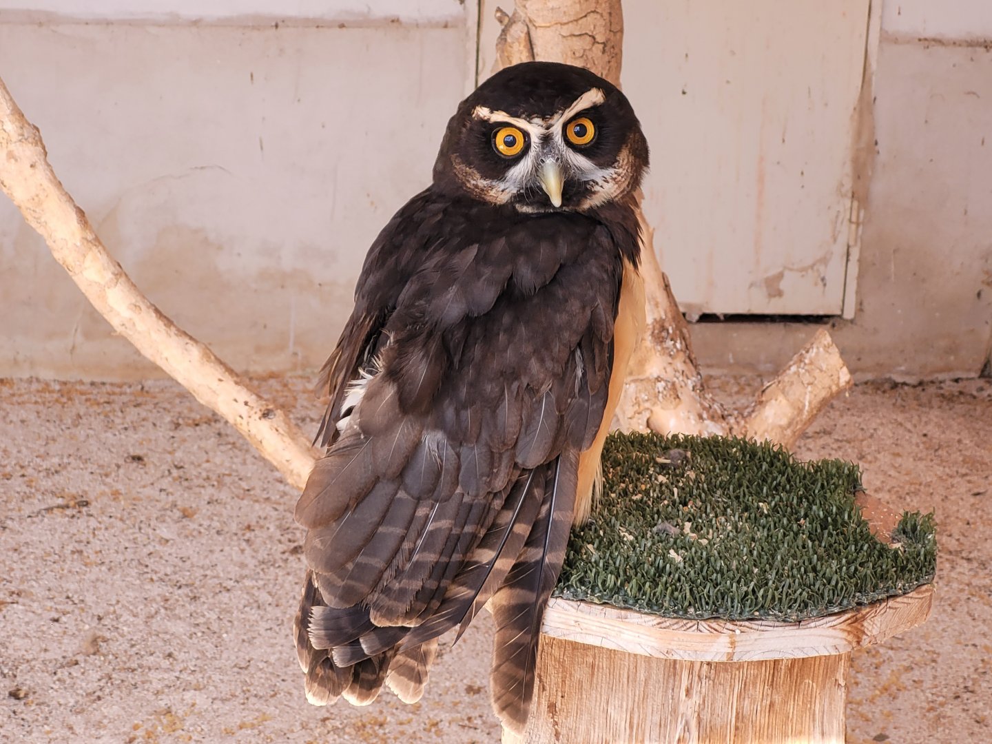 Spectacled owl -Tierra Rapaz (2024)