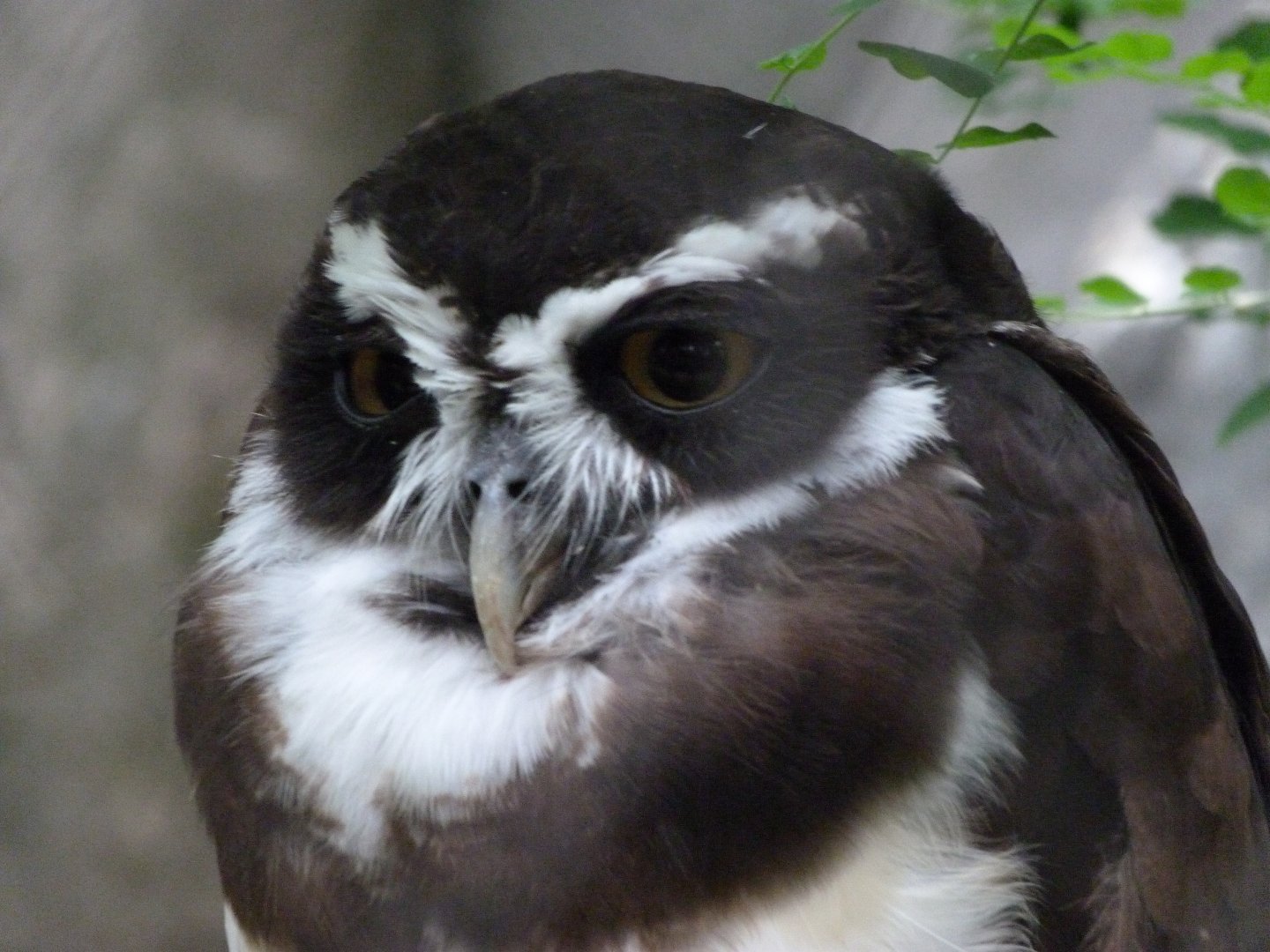 Spectacled owl -Zoologischer Garten Berlin (2024)
