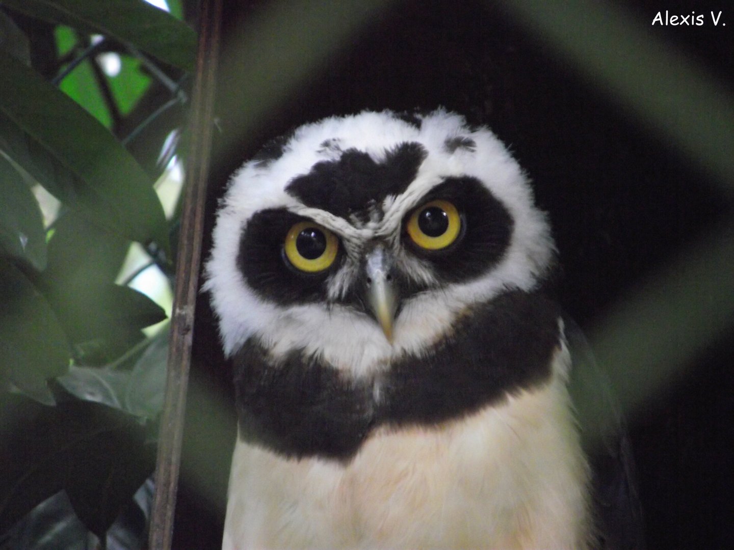 Spectacled Owl - Zooparc de Beauval - 04/2018