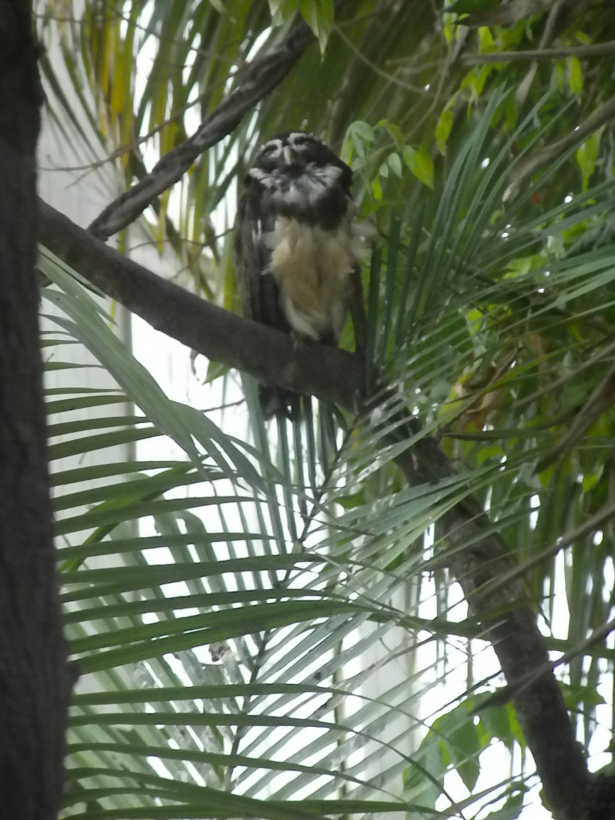 Spectacled Owl