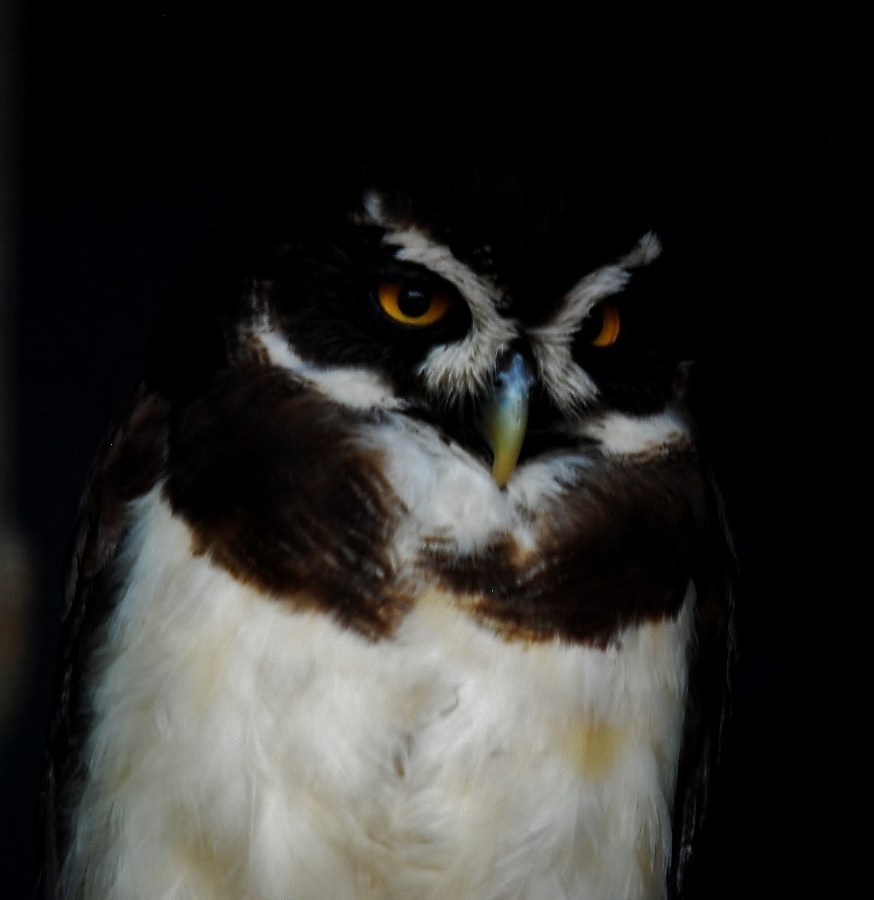 Spectacled Owl