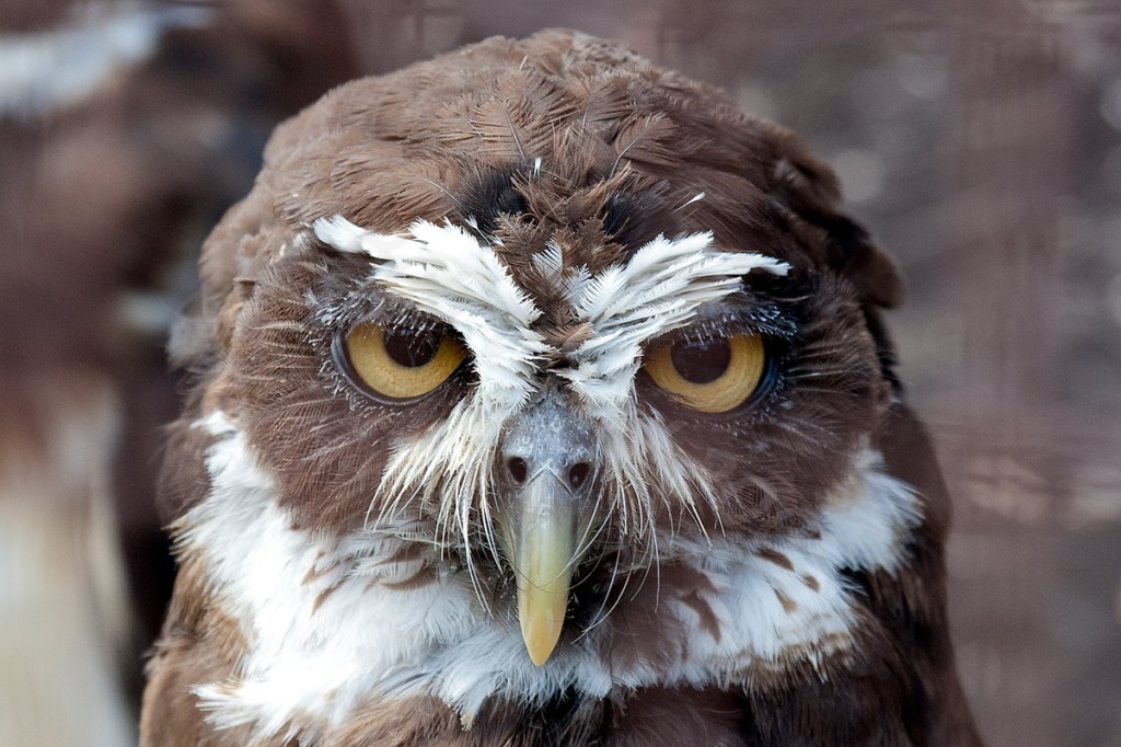 Spectacled Owl