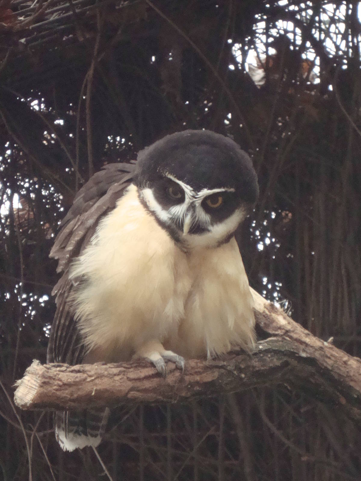 Spectacled Owl
