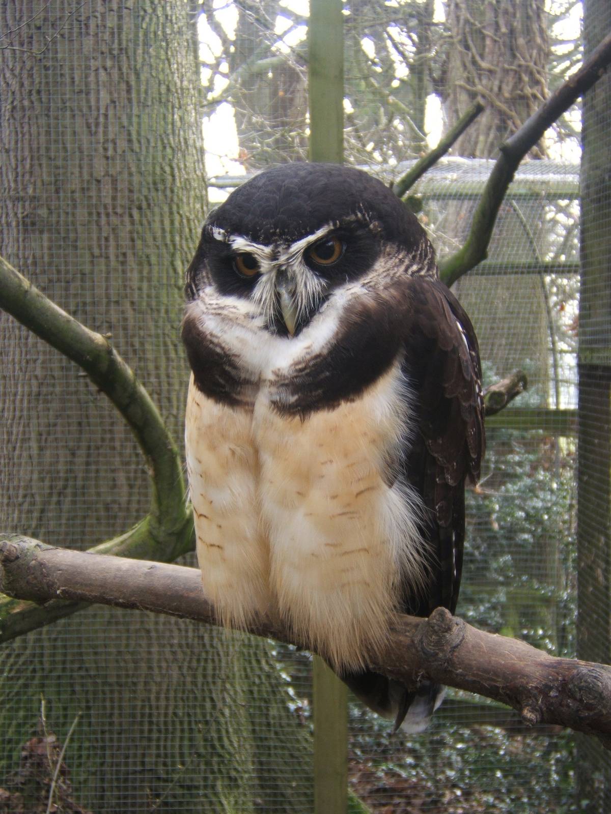 Spectacled Owl