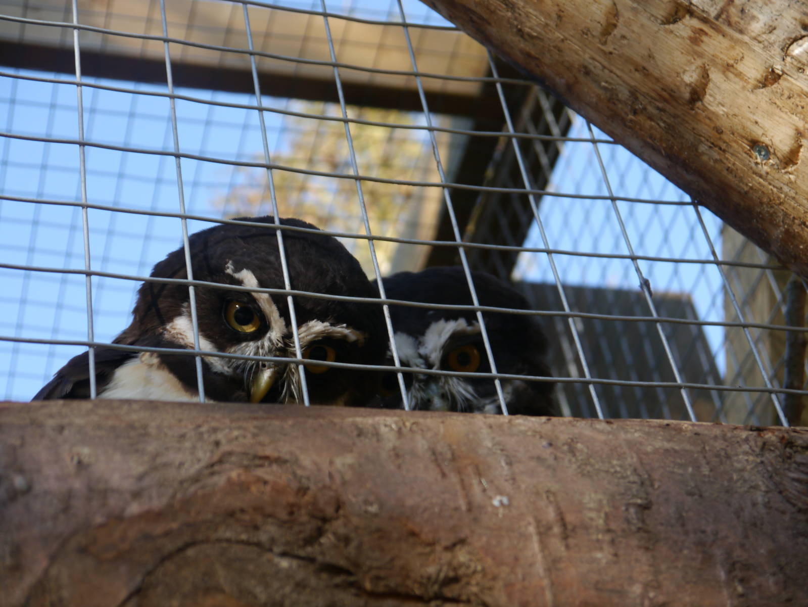 Spectacled Owl.