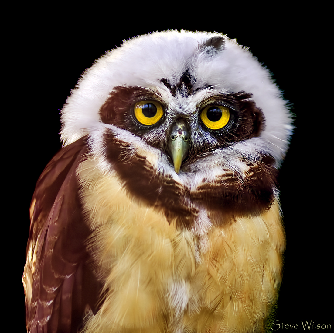 Spectacled Owl