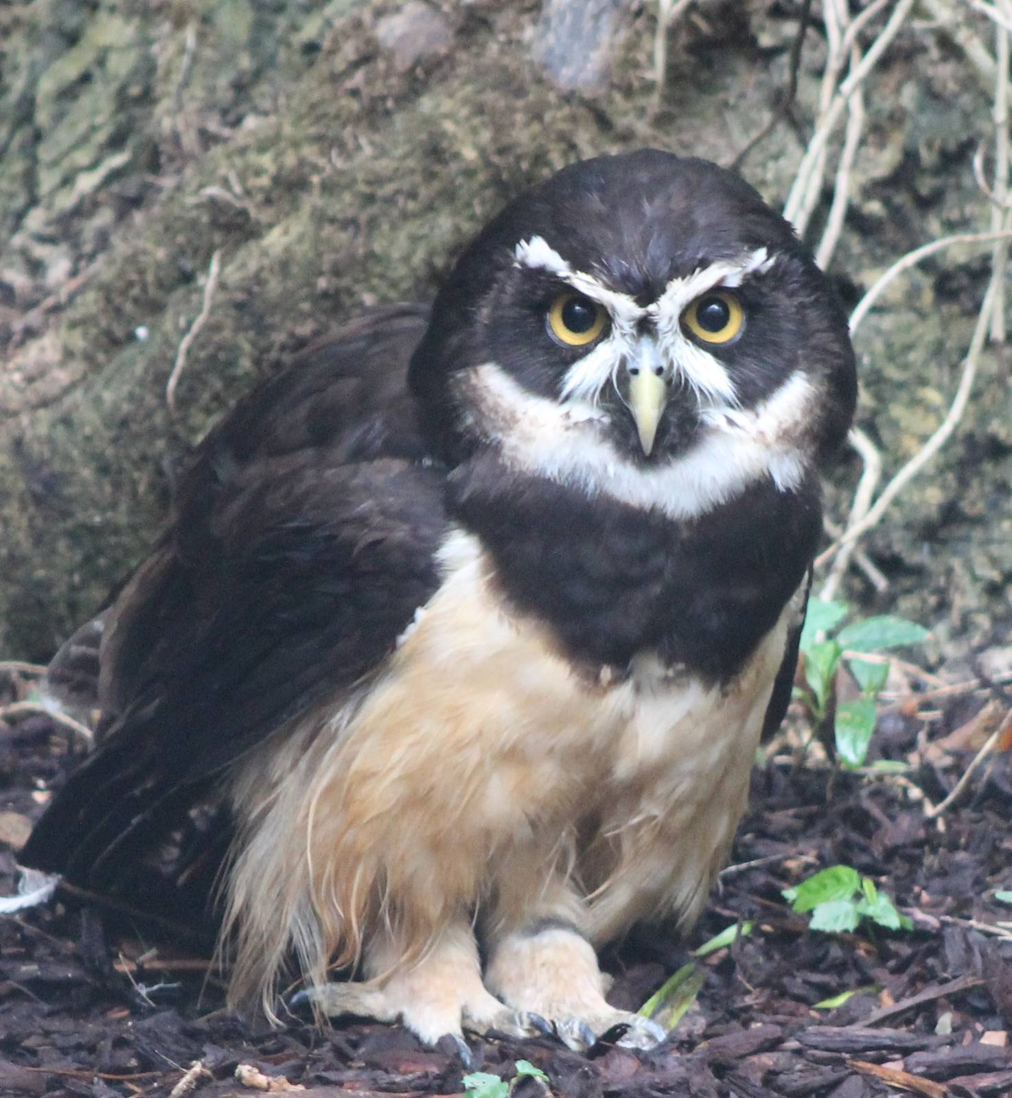 Spectacled owl