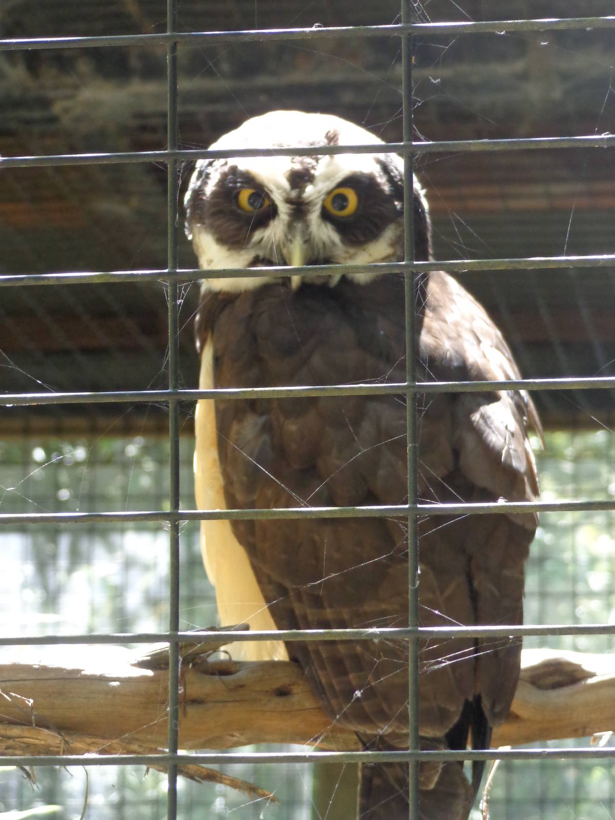 Spectacled Owl