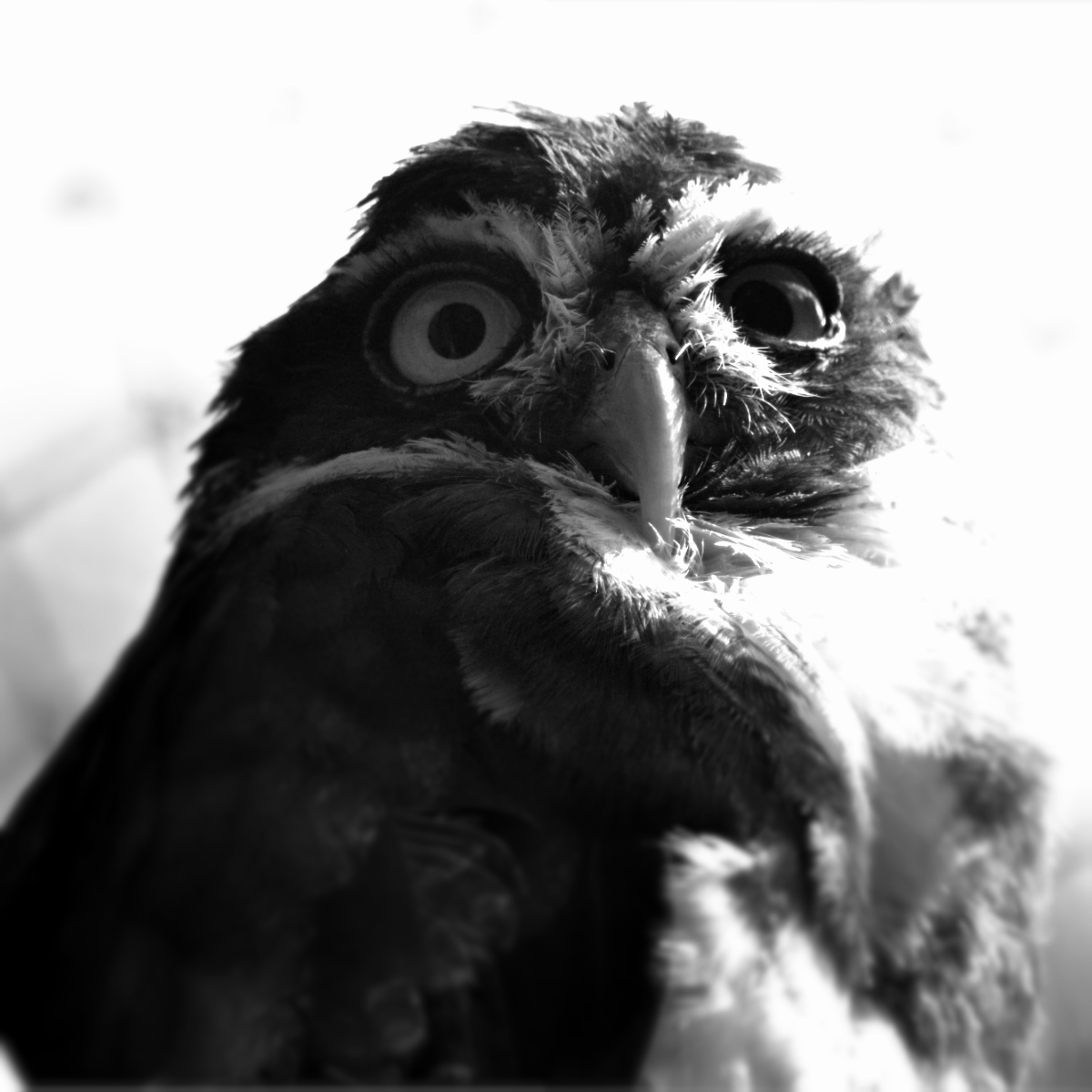 SPECTACLED OWL
