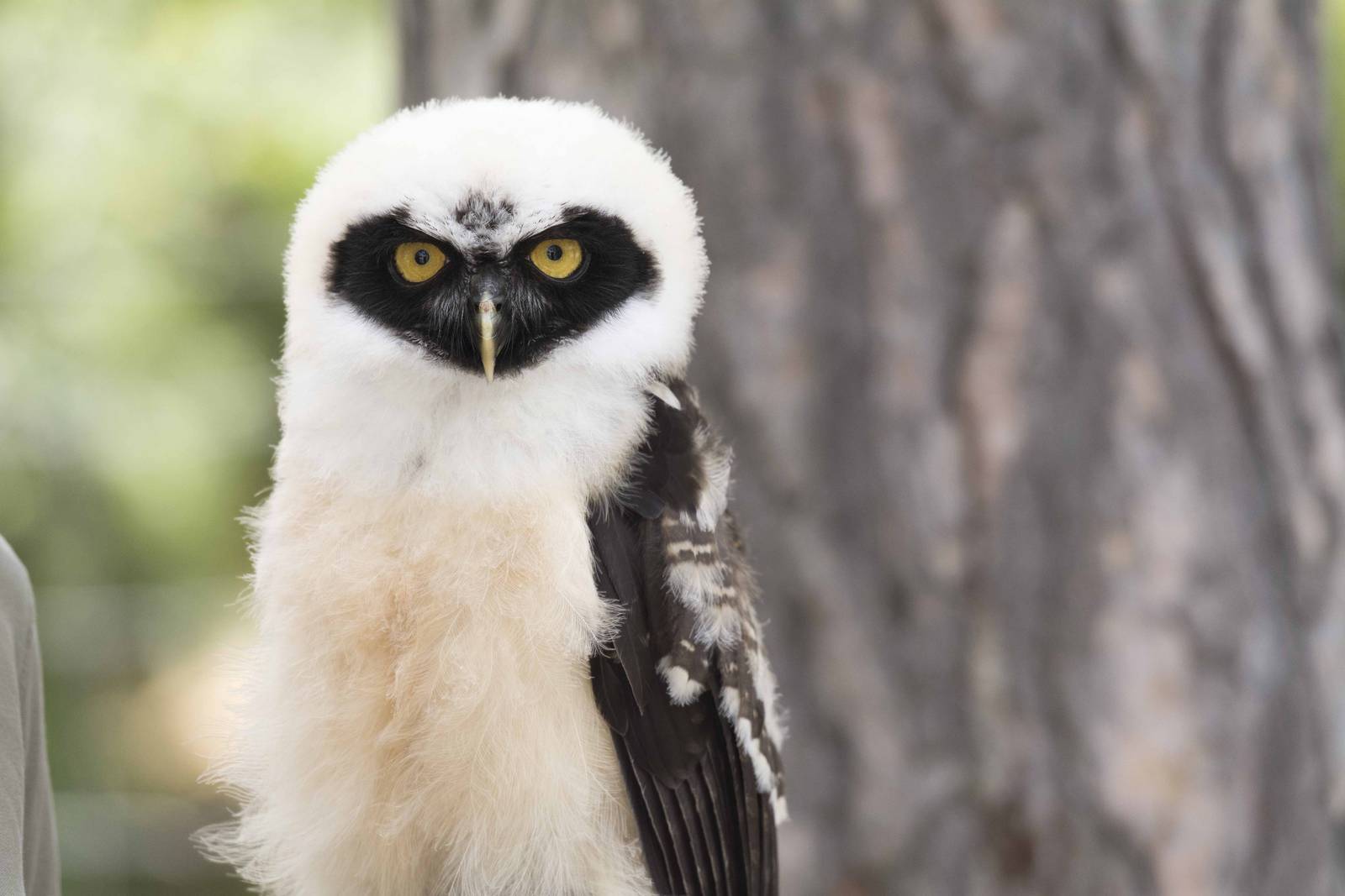 Spectacled Owl