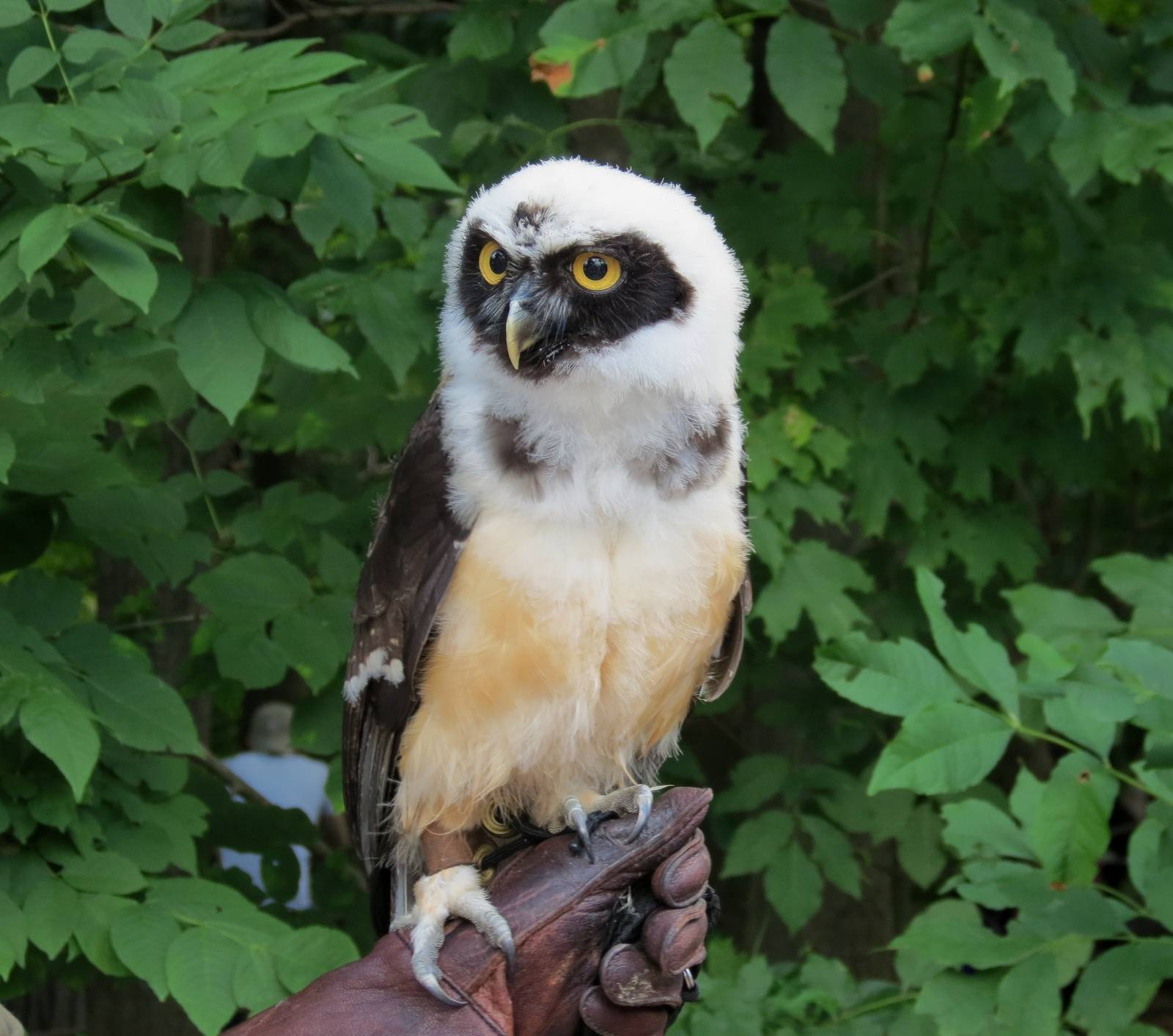 Spectacled Owl