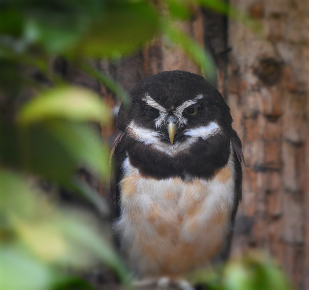 Spectacled owl