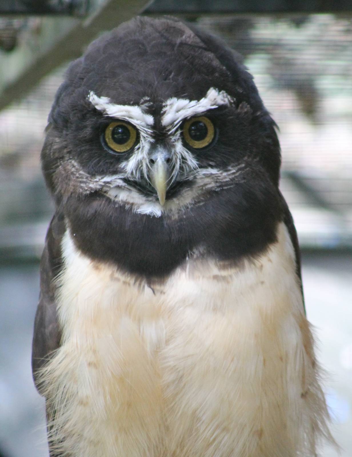 Spectacled owl
