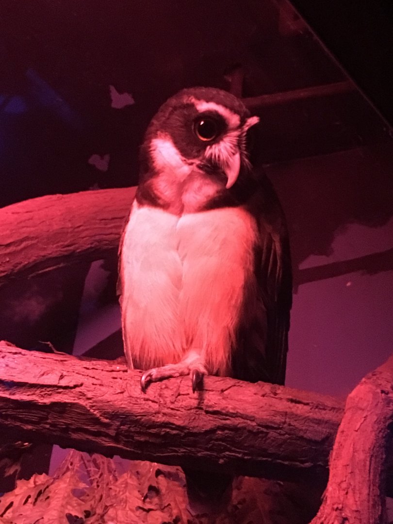 Spectacled Owl
