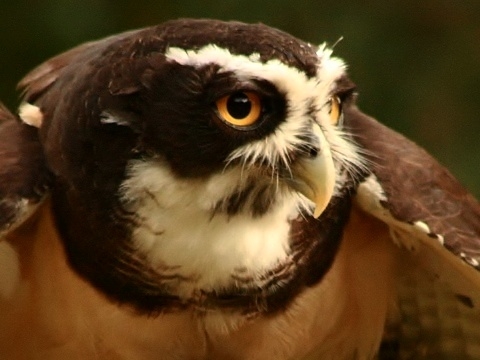 Spectacled Owl