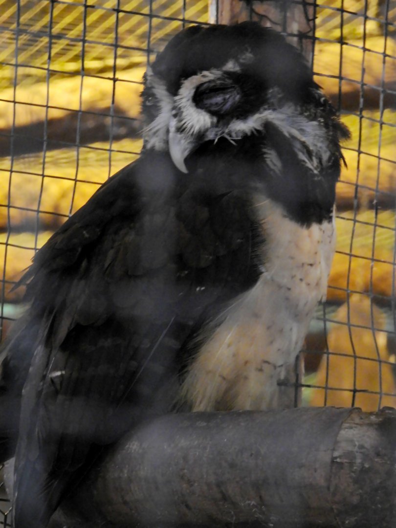 Spectacled Owl