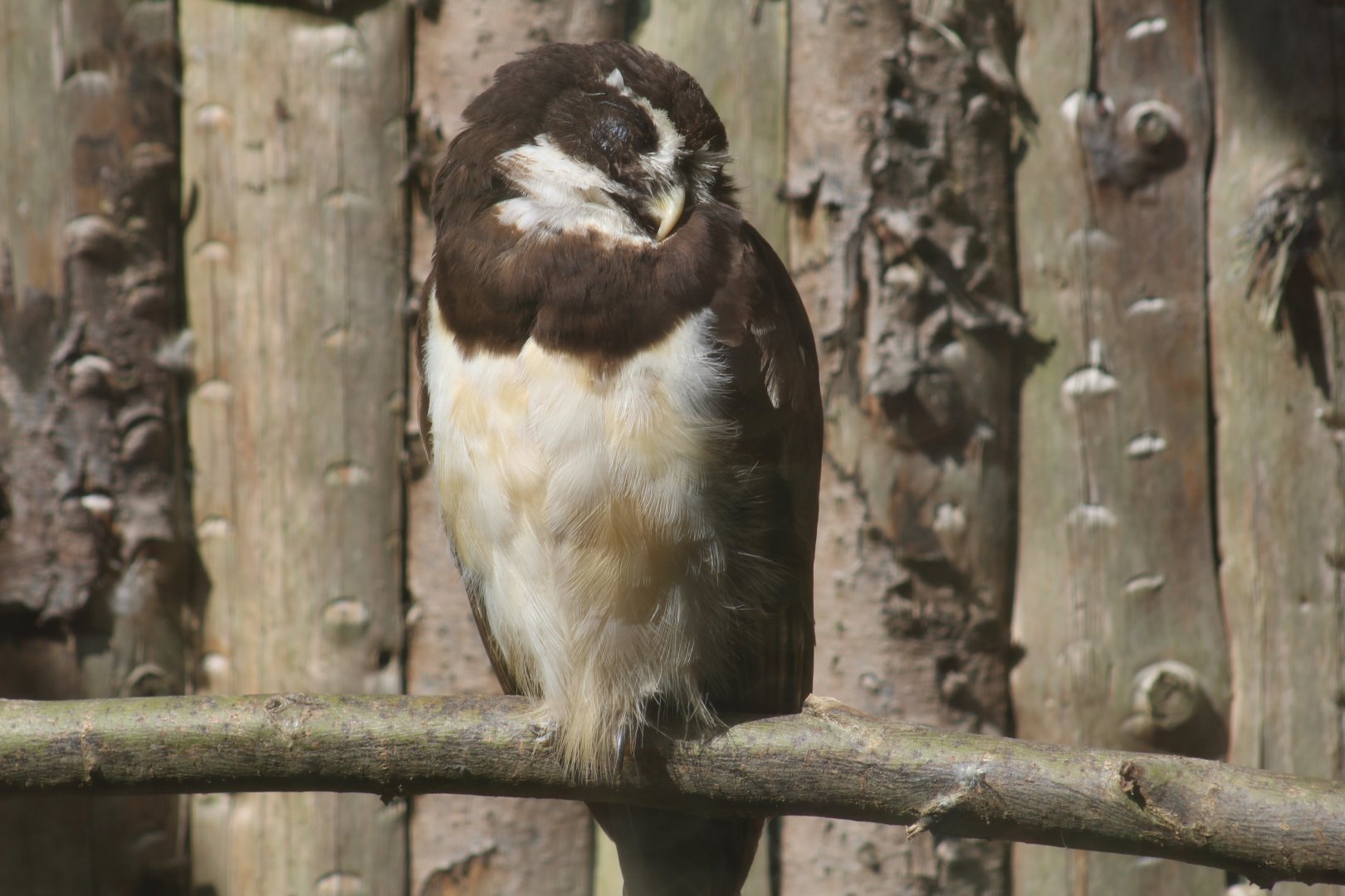 Spectacled Owl