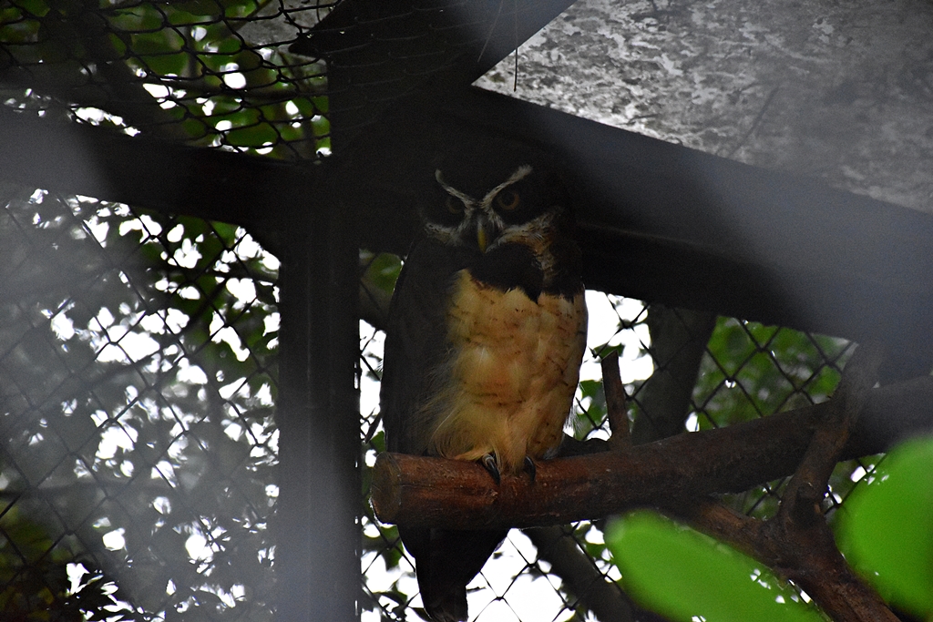 Spectacled owl