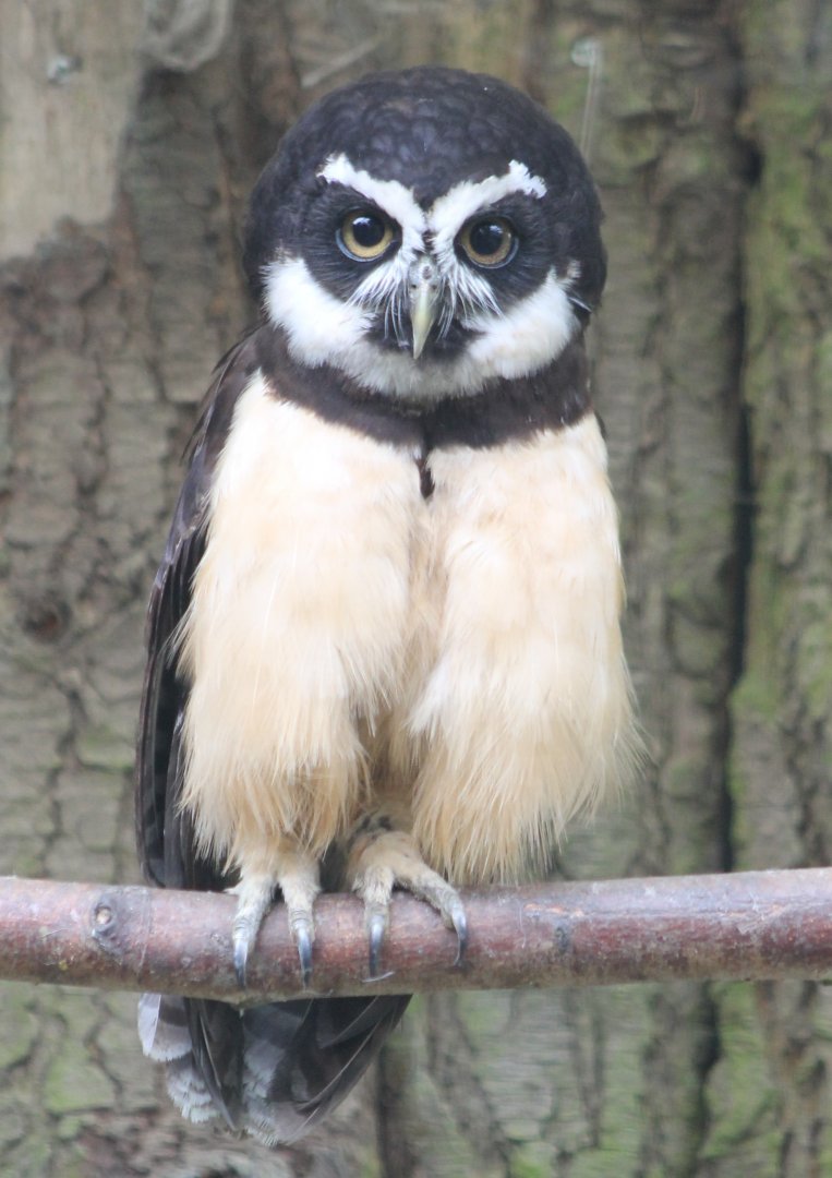 Spectacled owl