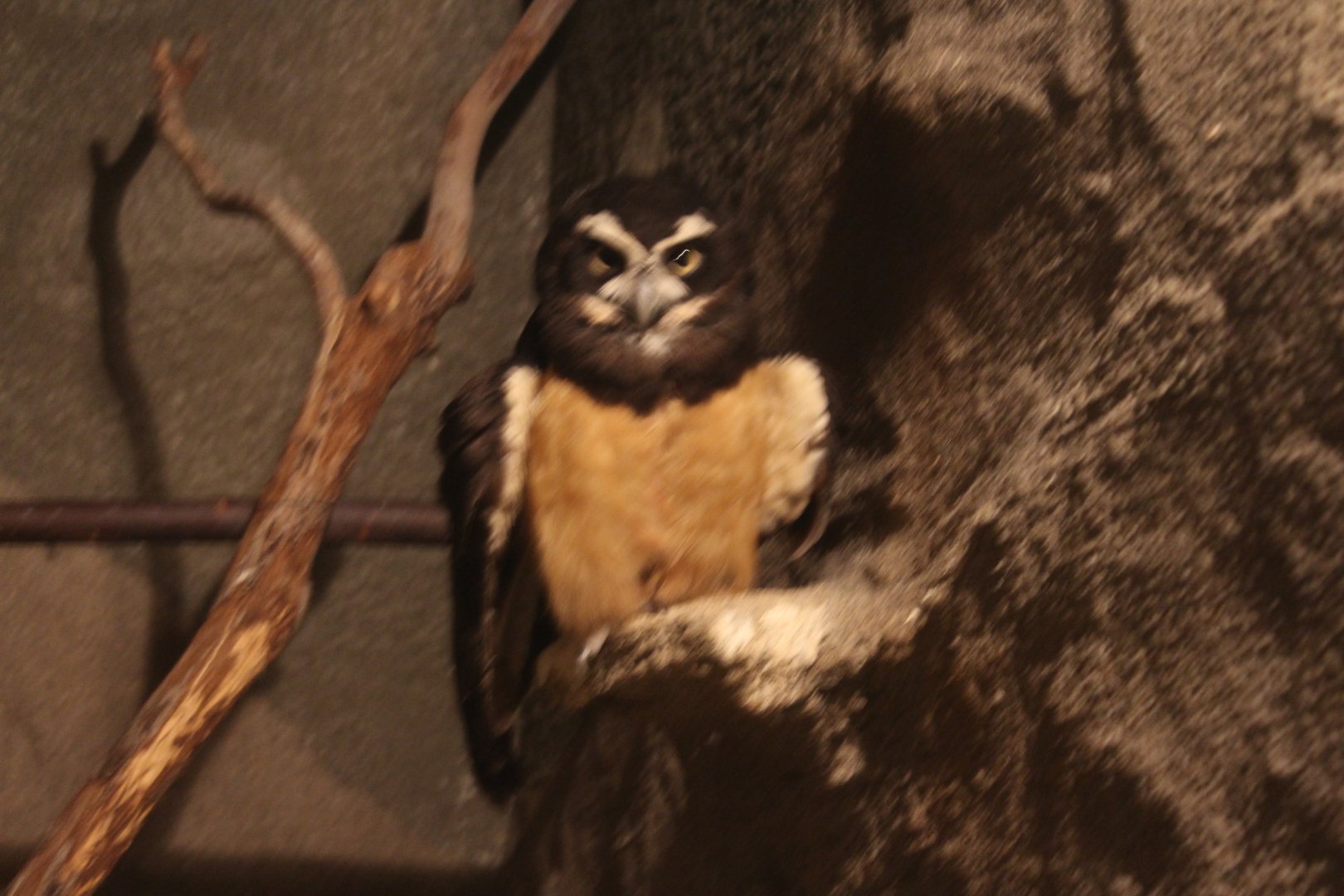 Spectacled owl