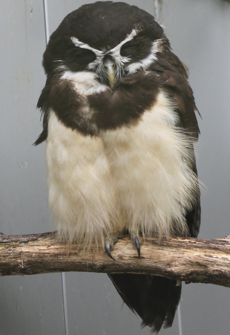Spectacled owl