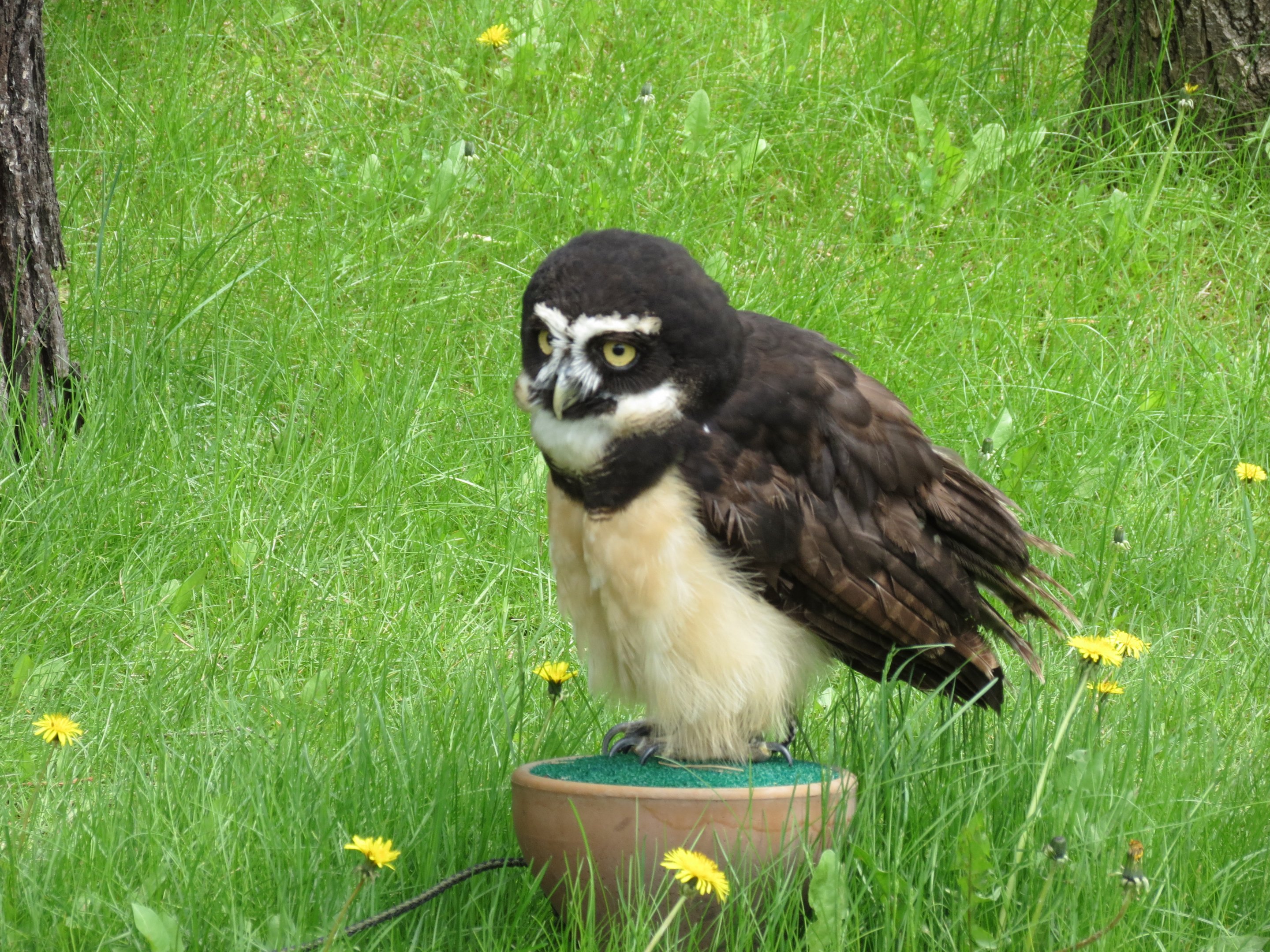 Spectacled Owl