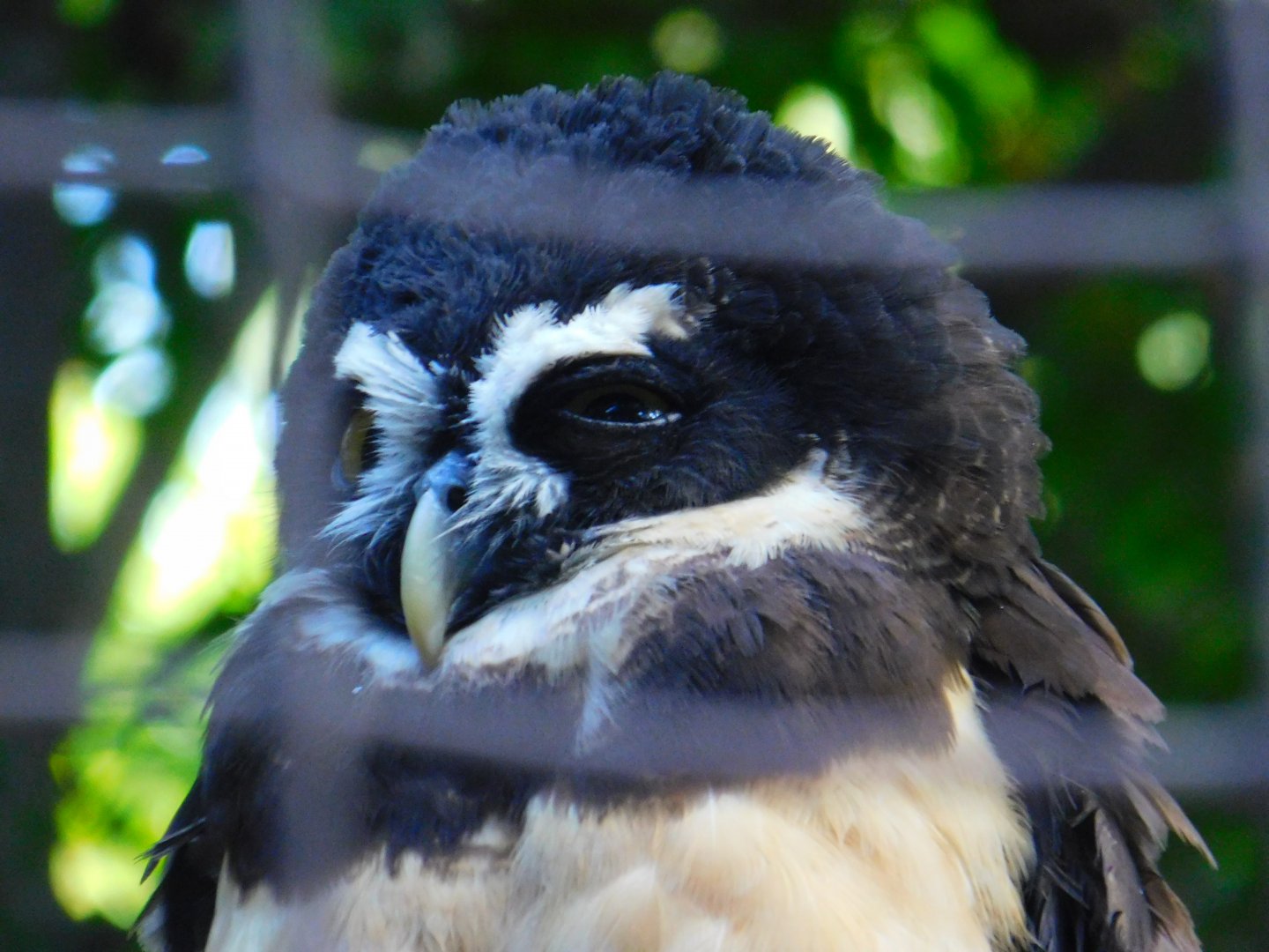 Spectacled Owl