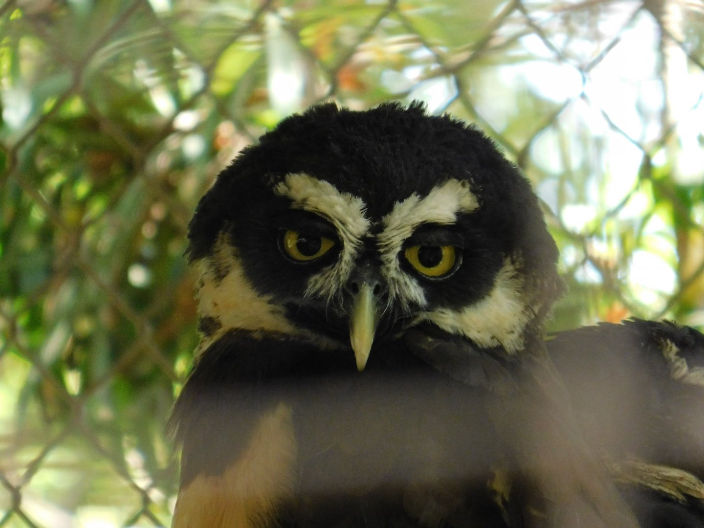 Spectacled Owl