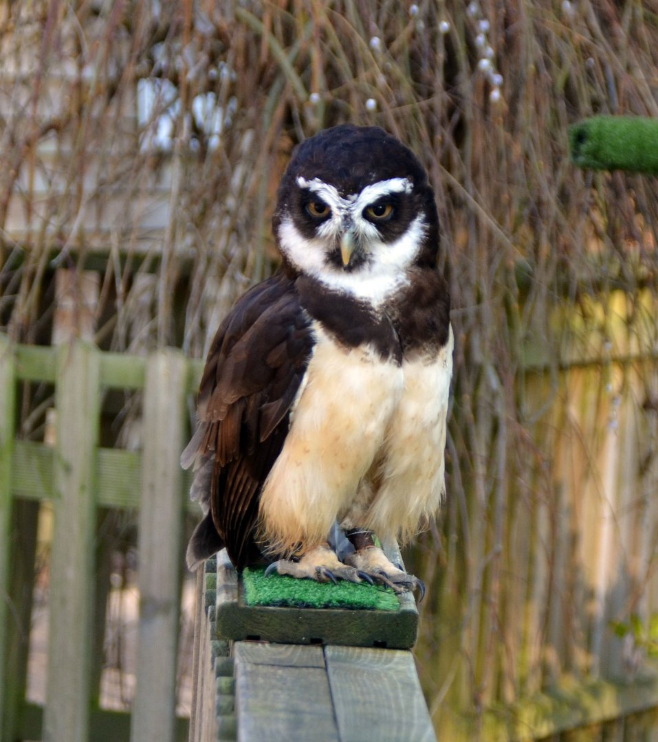Spectacled owl