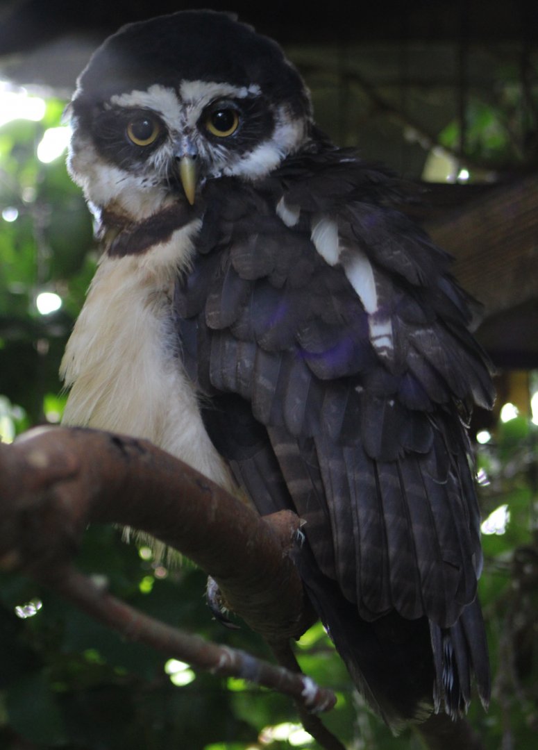 Spectacled owl