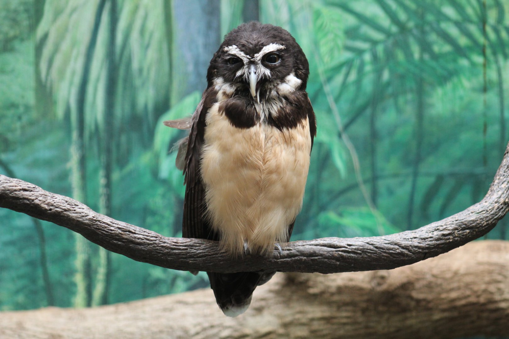 Spectacled owl