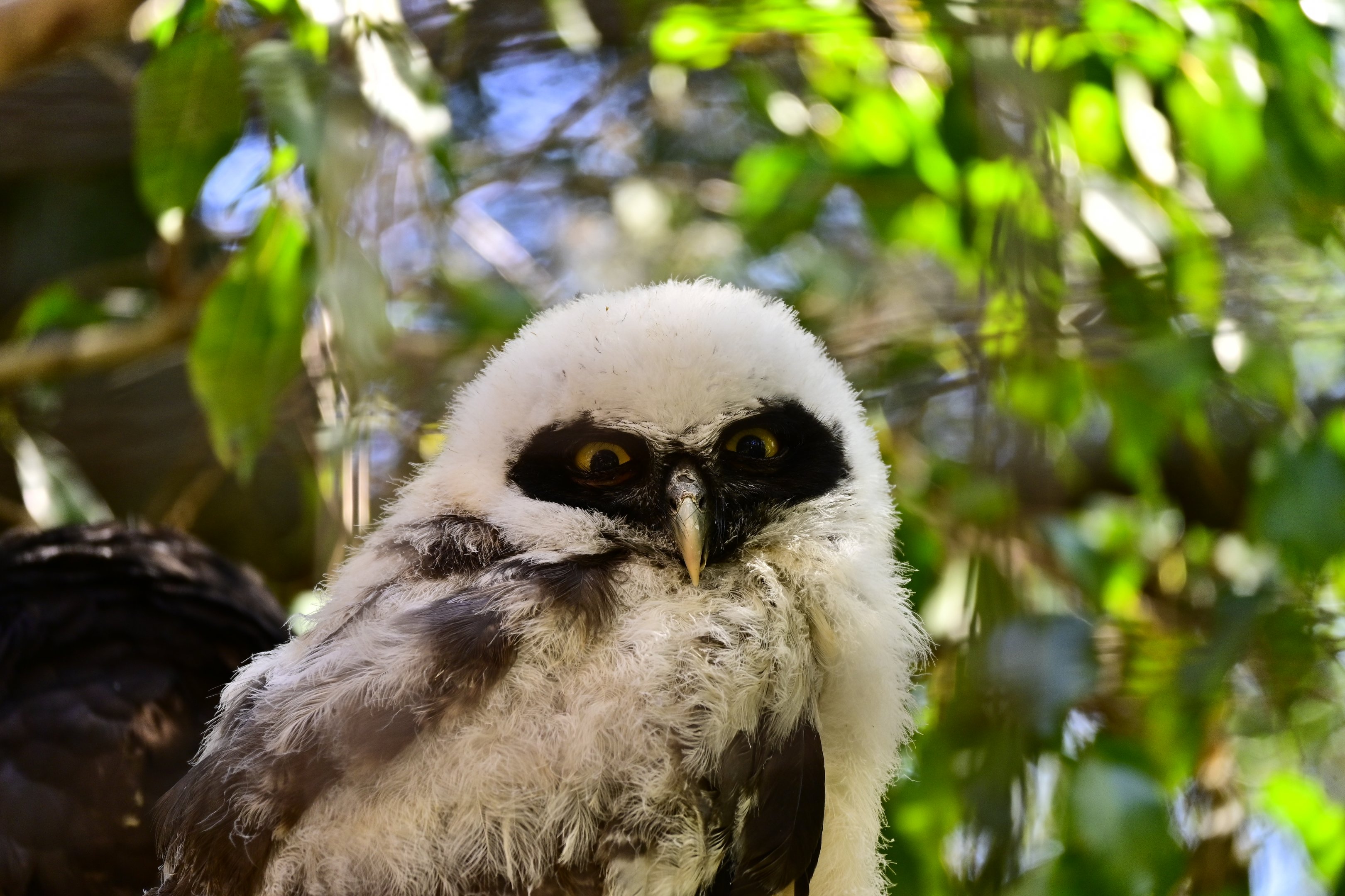 Spectacled Owl