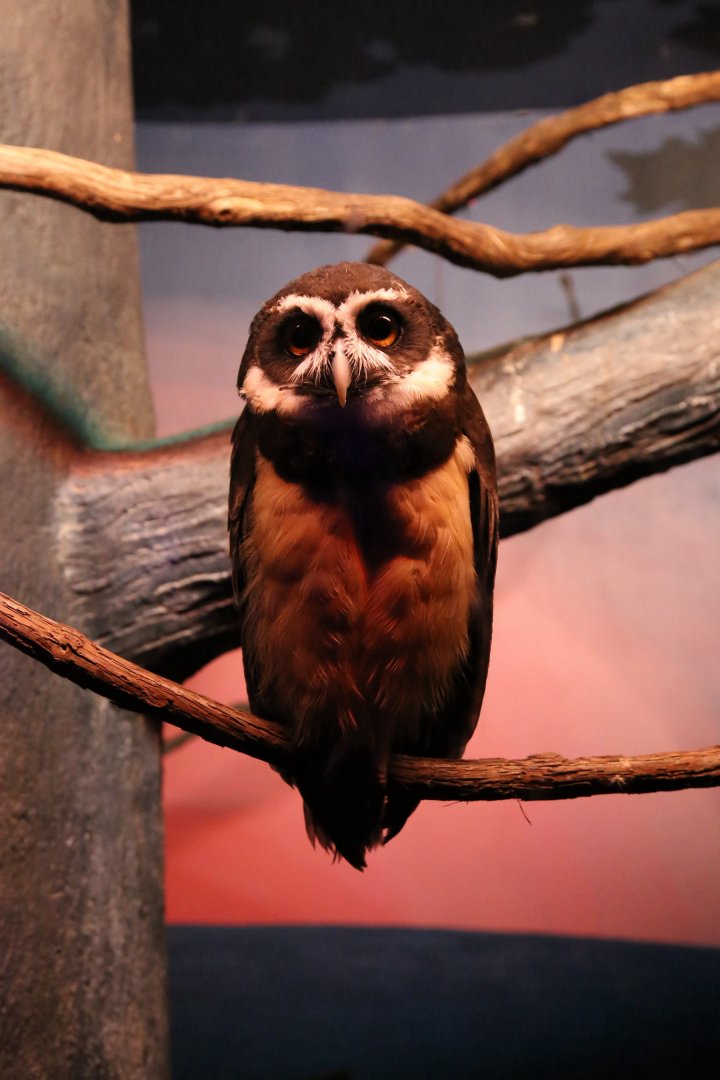Spectacled Owl