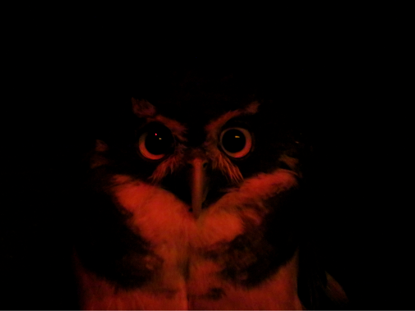 Spectacled owl