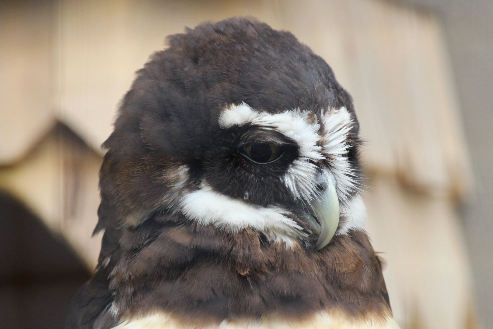 Spectacled Owl