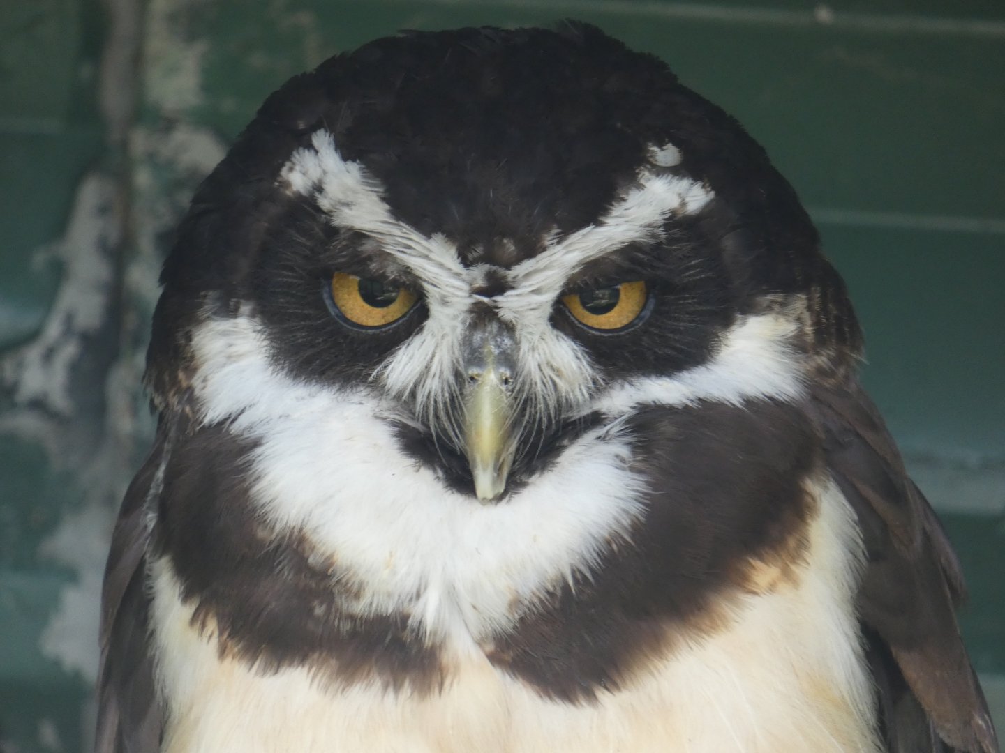 Spectacled owl