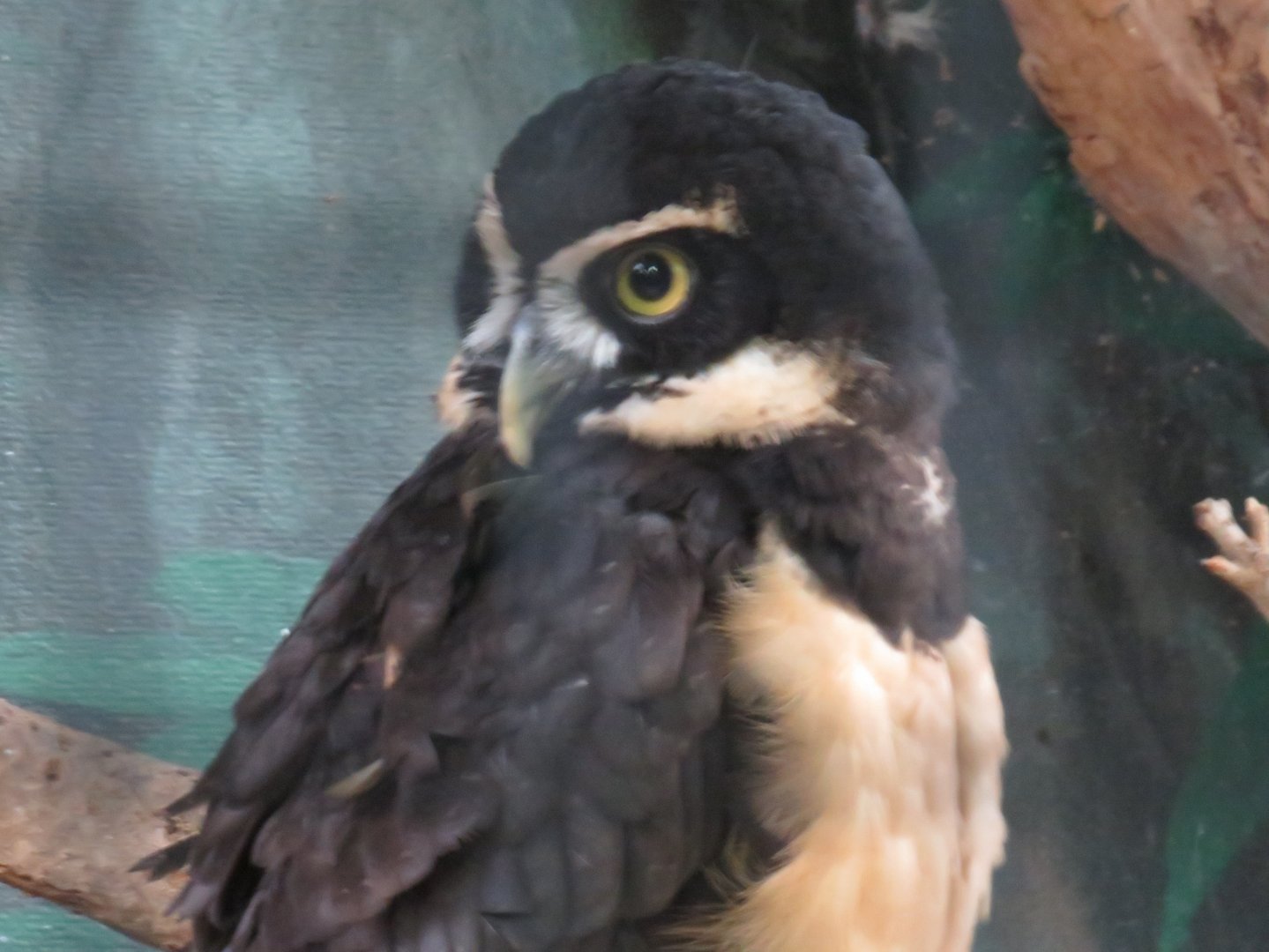 Spectacled owl