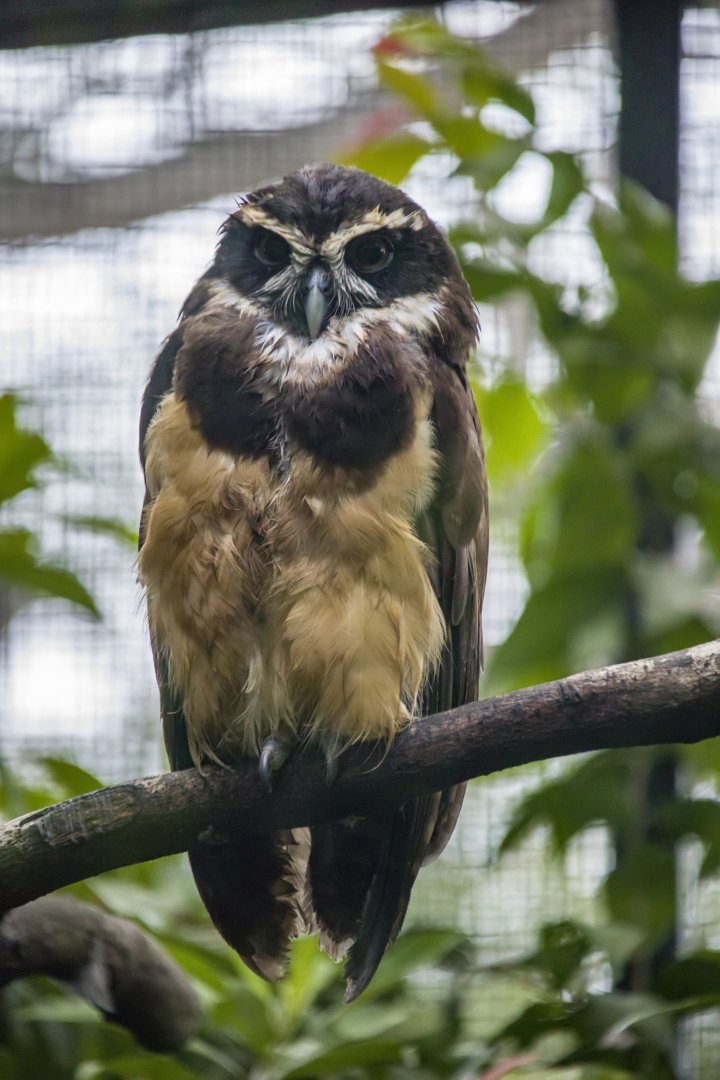 Spectacled owl
